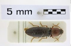 Foto (Dorsalansicht) von Silesis atramentarius (Platia & Schimmel, 1991) (NHMW-ZOO-COL-0008492)